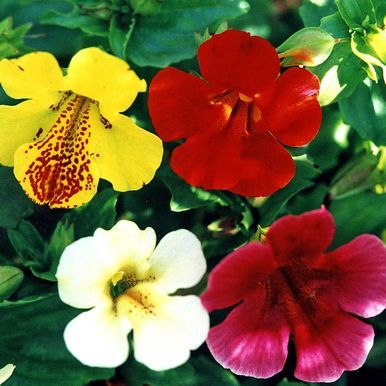 Abeblomst F2 'Twinkle'