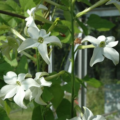 Stor prydtobak 'Grandiflora'