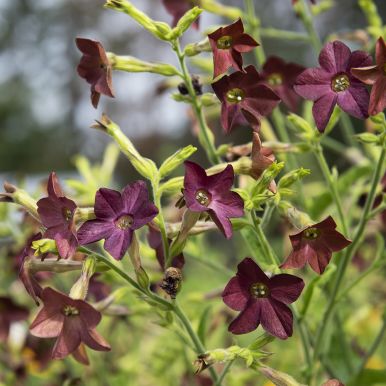 Klokketobak 'Bronze Queen'