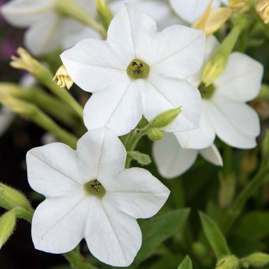 Tobaksblomst F1 'Saratoga White'