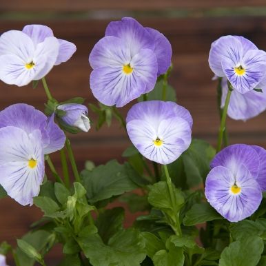 Hornviol F1 'Spring Matrix Lavender Shades'