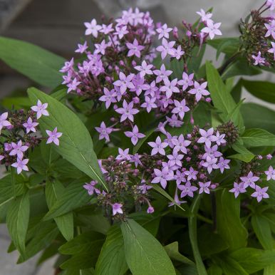 Egypterstjerne F1 'Northern Lights Lavender'
