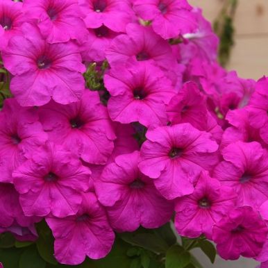 Hængepetunia F1 'Easy Wave Neon Rose'