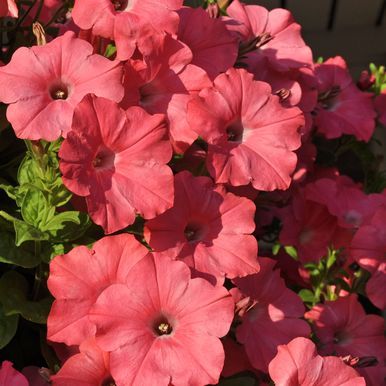 Hængepetunia F1 'Easy Wave Coral Reef'