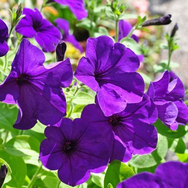 Hængepetunia F1 'Easy Wave Blue'