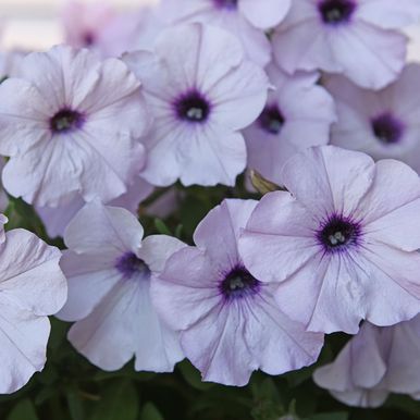 Hængepetunia F1 'Easy Wave Silver'