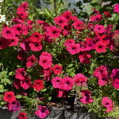 Rondelpetunia F1 'Tidal Wave Cherry'