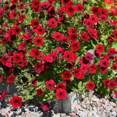 Rondelpetunia F1 'Tidal Wave Red Velour'