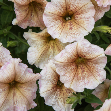 Petunia F1 'Ingrid'