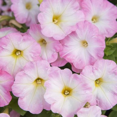 Petunia F1 'Trilogy Salmon Morn'