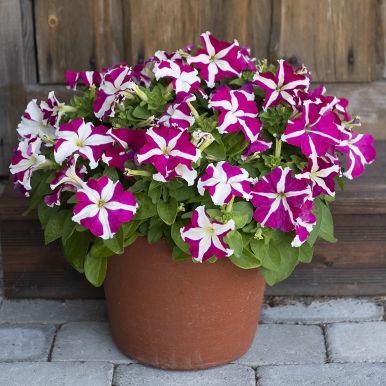 Petunia F1 'Succes! HD Rose Star'