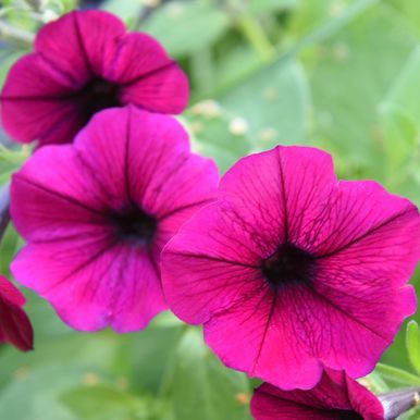 Hængepetunia F1 'Shock Wave Deep Purple'