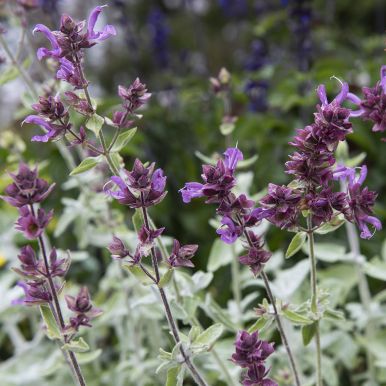 Salvia canariensis 'Lancelot'