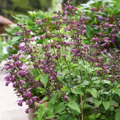 Skarlagensalvie 'Summer Jewel Lavender'