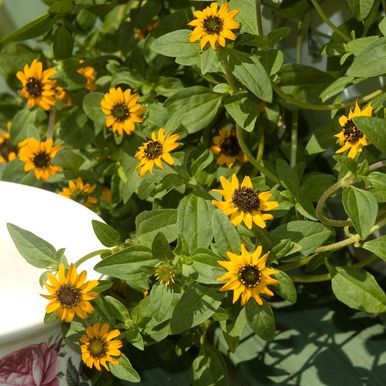 Husarknap 'Mandarin Orange'