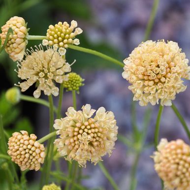 Enkeblomst 'Fata Morgana'