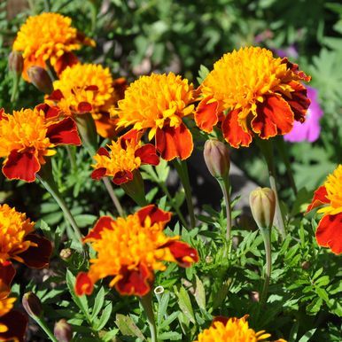 Udspærret fløjlsblomst 'Tiger Eyes'