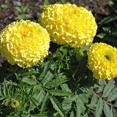 Stor Tagetes 'Moonlight'