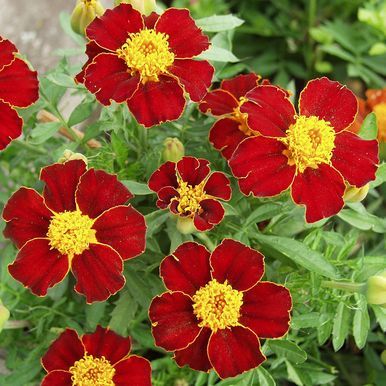 Fløjlsblomst 'Favourite Red'