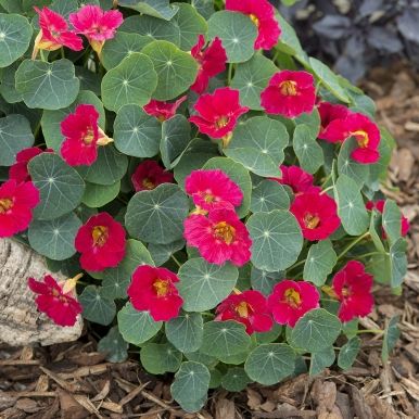 Tallerkensmækker 'Baby Rose'