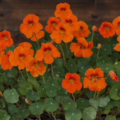 Tallerkensmækker 'Baby Orange'