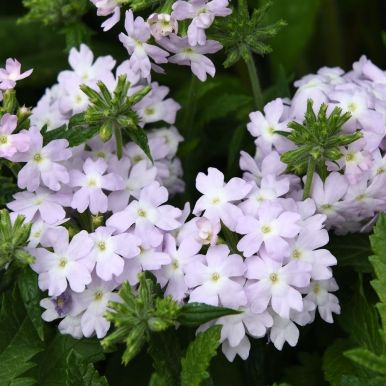 Have-verbena 'Quartz XP Silver'