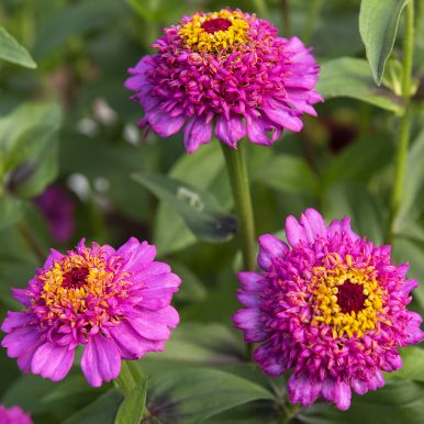 Frøkenhat 'Zinderella Purple'