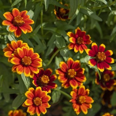 Frøkenhat 'Chippendale'