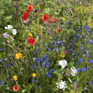 Sommerblomst 'Bivækst'