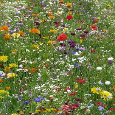 Sommerblomstblanding