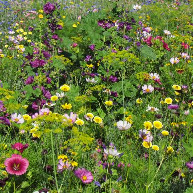 Sommerblomst 'Kulturarv'