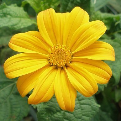 Mexicansk solblomst 'Yellow Torch'