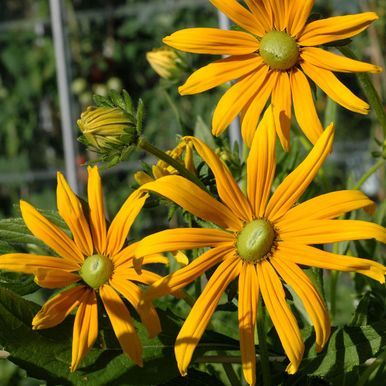 Sommerrudbeckia 'Prairie Green Eyes'