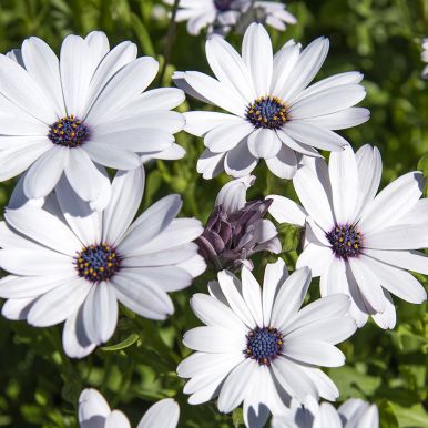 Marguerite 'Sky and Ice'