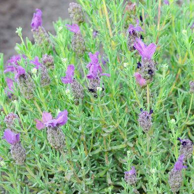 Skærmlavendel 'Bandera Purple'