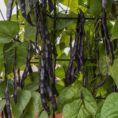 Stangpurpurbønne 'Cosse Violette'