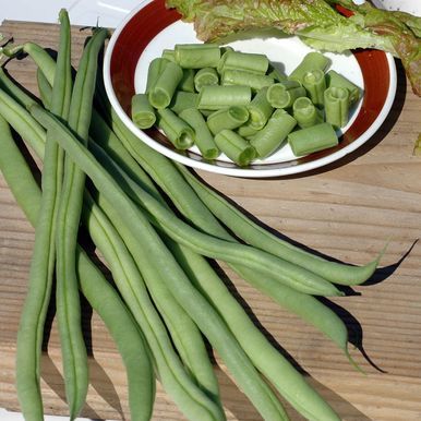 Stor hestebønne 'Cobra'