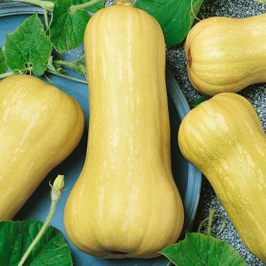 Moskusgræskar 'Waltham Butternut'