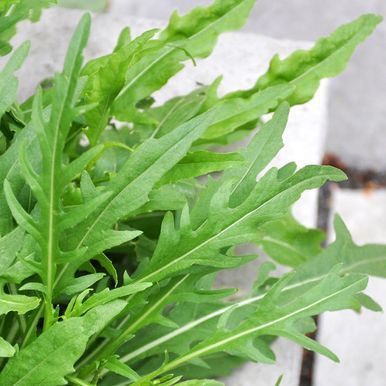 Italiensk Rucola 'Wildfire'