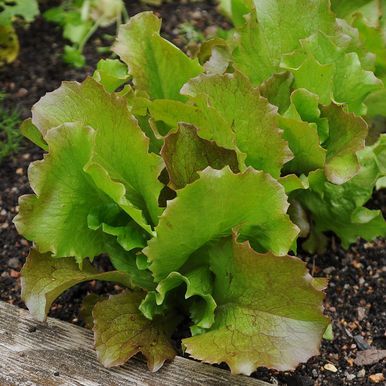 Icebergsalat 'Sioux'