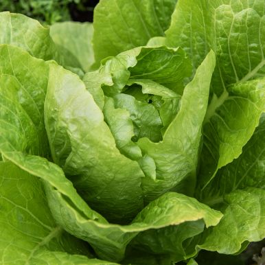 Romainesalat 'Blonde maraîchère'