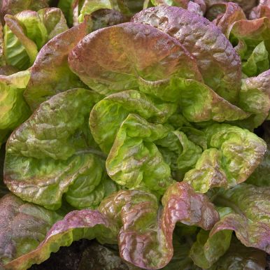 Hovedsalat 'Merveille Des Quatre Saisons'