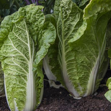 Salatkål F1 'One Kilo SB'