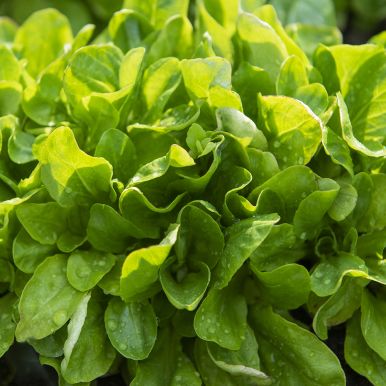 Vintersalat 'Match'
