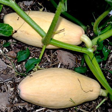 Kæmpe græskar 'Pink Banana Jumbo'