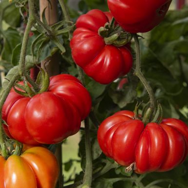 Bøftomat 'Costoluto Fiorentino'