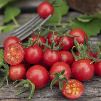 Ribstomat 'Currant Red'