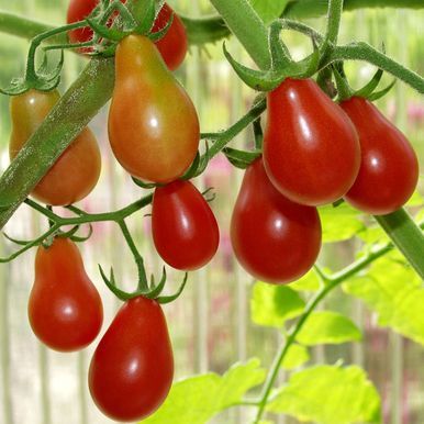 Pæretomat 'Red Pear'