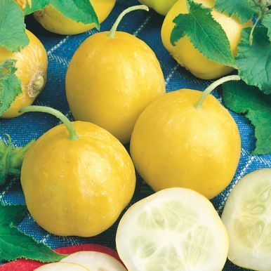 Agurk 'Lemon'