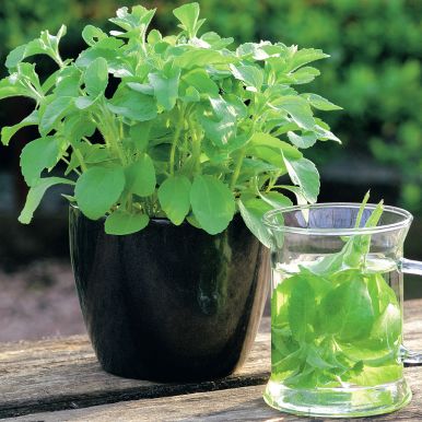 Sød Stevia 'Sweet Herb'